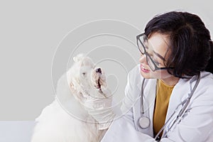 Beautiful Asian veterinary examining the white dog