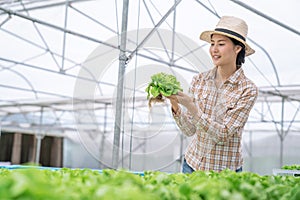 à¸ºBeautiful Asian woman is smiling and harvesting vegetables from a hydroponic farm.