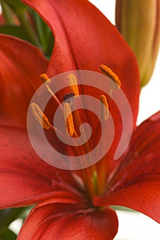 Beautiful Asiatic Lily Bloom