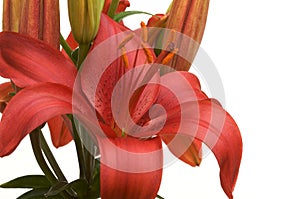 Beautiful Asiatic Lily Bloom