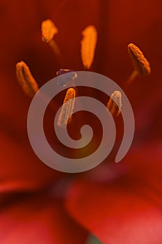 Beautiful Asiatic Lily Bloom Anthers