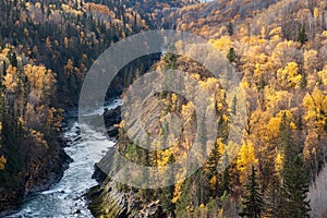 Bulkley River - Colorful Aspen and Spruce Tops