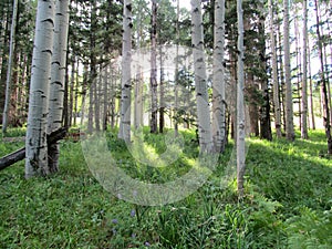 Beautiful aspen forest with sunbeams photo