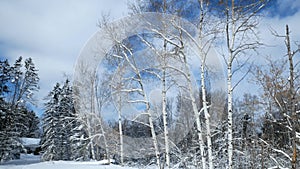 Beautiful aspen trees in forest after a snowfall with sun shining through clouds in tilt down clip