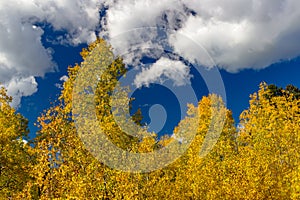 Beautiful aspen trees turning yellow and gold