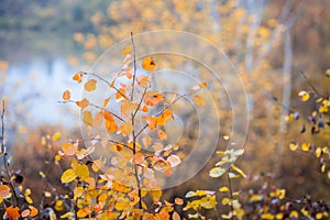 Beautiful aspens with fiery orange leaves in the wild forest forest