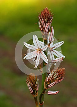 A beautiful Asphodel in bloom in Portugal. Asphodelus Aestivus