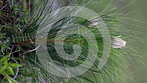 Beautiful Asphodeline taurica blurred green grass background. Mountain landscape, Crimean asfodelina closeup. Asfodeline