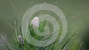 Beautiful Asphodeline taurica blurred green grass background. Mountain landscape, Crimean asfodelina closeup. Asfodeline