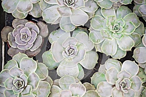 beautiful assorted green blue and teal succulents. Image top view benner of echeveria. set of houseplants