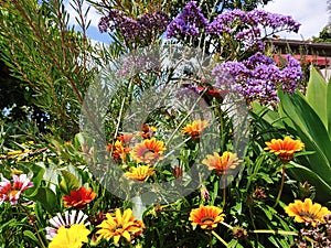 Beautiful assortment flowers in the garden with lush green leaves