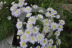 The beautiful Aster novi-belgii flower in garden