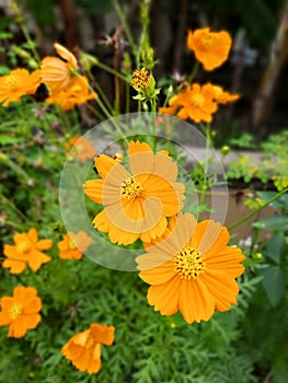 Beautiful Asteraceae flowers