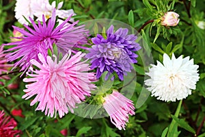 Beautiful Asters flowers in the garden