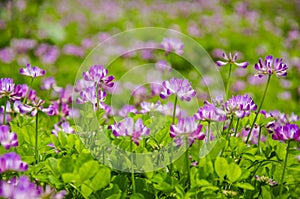 The beautiful astragalus smicus flowers in spring