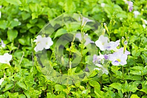 Beautiful Asystasia gangetica or Ganges Primrose flower in nature garden