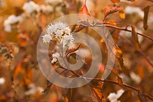 Beautiful athmospheric depiction of eupatorium rugosum also known as white snakeroot, richweed, or white saniclein