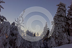 beautiful atmosphere in a finnish forest at sunset