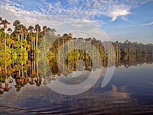 Beautiful atmosphere of the forest lake Sandoval, Peru photo