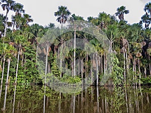 Beautiful atmosphere of the forest lake Sandoval, Peru