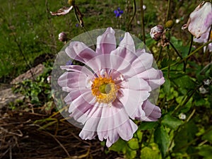 Beautiful and attractive, clear light pink flowers with narrow petals and yellow centres of Anemone \'Montrose\'