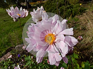 Beautiful and attractive, clear light pink flowers with yellow centres of Anemone \'Montrose\'