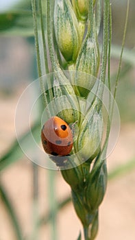 Beautiful and attractive jewel bug and green wheats.