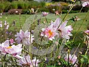 Beautiful and attractive, light pink flowers with narrow petals and yellow centres of Anemone \'Montrose\'