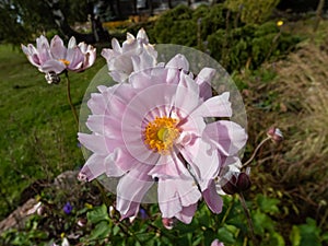 Beautiful and attractive, light pink flowers with relatively narrow petals and yellow centres of Anemone \'Montrose\'