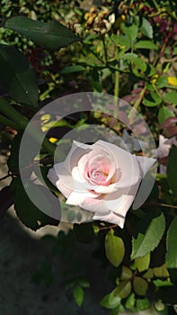 Schön attraktiv weiß rosen blume aussehen Also klassisch 