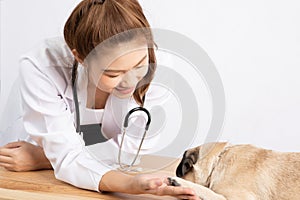 Beautiful Attractive Young Asian Veterinarian Woman smile with dog pug breed at the veterinarian clinic