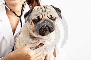 Beautiful Attractive Young Asian Veterinarian Woman using stethoscope checking up the dog pug breed for diagnosis at the veterinar