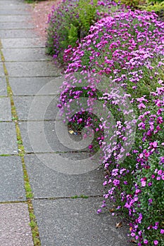 Beautiful aubrieta kitte