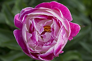 Beautiful Auguste Dessert  pink red flower peony lactiflora in summer garden, close-up