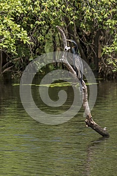 Beautiful Australasian Darter bird on a log sticking out of the waters of the Yellow Water billabong, Cooinda, Kakadu, Australia