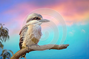 Beautiful Australian Kookaburra bird on a branch with a pastel sunset