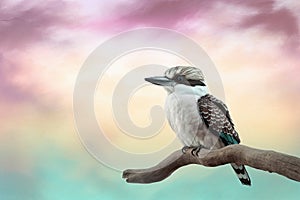 Beautiful Australian Kookaburra bird on a branch with a pastel sunset