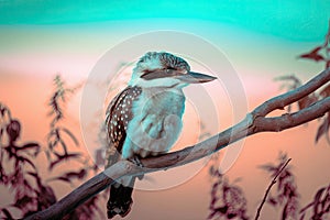 Beautiful Australian Kookaburra bird on a branch with a pastel sunset