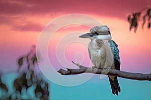 Beautiful Australian Kookaburra bird on a branch with a pastel sunset