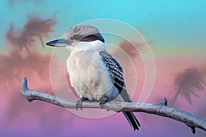 Beautiful Australian Kookaburra bird on a branch with a pastel sunset