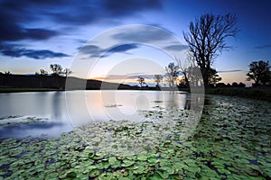 Lily pond at twilight