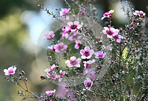 Beautiful Australian native pink Manuka tea tree flowers of Leptospermum scoparium, family Myrtaceae