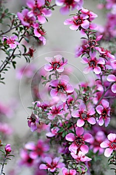 Beautiful Australian native pink tea tree flowers of Leptospermum scoparium, family Myrtaceae photo