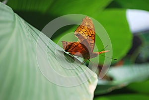 Beautiful Australian orange leafwing butterfly