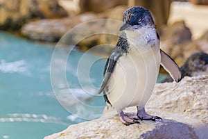 Beautiful Australian penguin standing near the water at Penguin Island, Rockingham, Western Australia