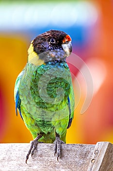 An australian Ringneck parrot photo