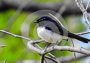 Beautiful Australian Willie Wagtail bird on the branch in the tree photo
