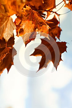 Schön herbst Blätter gegen der himmel 