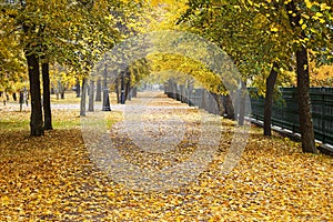 Beautiful autumn alley in the park with colorful trees