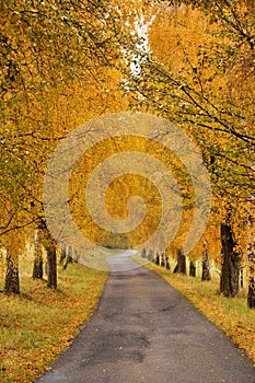 Beautiful autumn alley and road